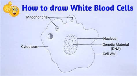 White Blood Cells Diagram Labelled