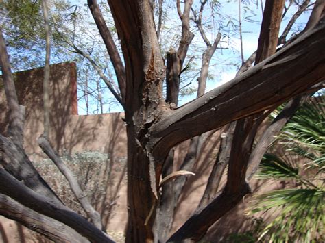 Xtremehorticulture of the Desert: Is Bark Peeling on Mesquite Some Sort ...