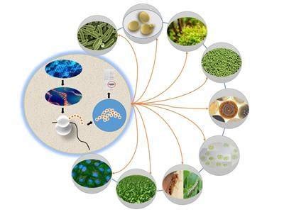 Heterologous protein expression and production platforms using... | Download Scientific Diagram