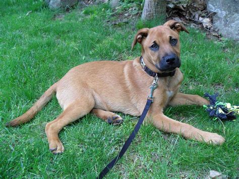 Rhodesian Ridgeback German Shepherd Mix Traits