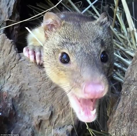 Baby tiger-quoll marsupials pictured sleeping in the hands of a human ...