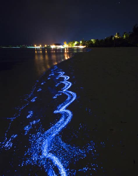 Bioluminescent Sea Sparkle (Noctiluca scintillans) — Sechels