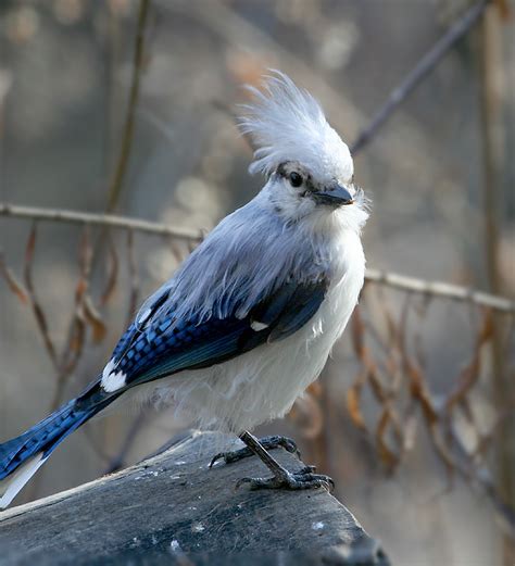 Unusual Birds - FeederWatch