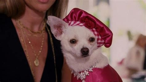 Beverly Hills Chihuahua - Alchetron, the free social encyclopedia