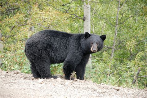 More Manitobans reporting run-ins with bears this season - Winnipeg | Globalnews.ca