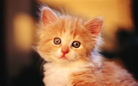 Nice Wallpapers Of Cute Baby Kitten And Baby Cats Pics And Images ...