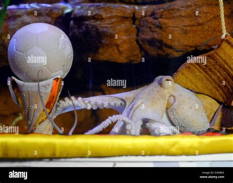 Octopus aquarium container hi-res stock photography and images - Alamy