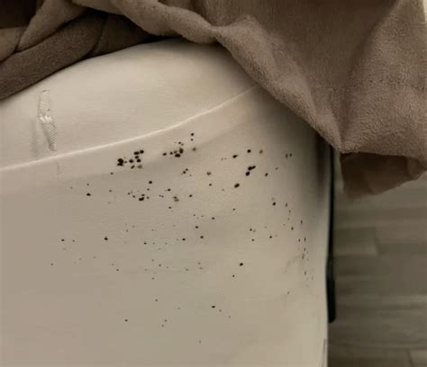 What To Do If You Encounter Bed Bugs At A Hotel | Storables