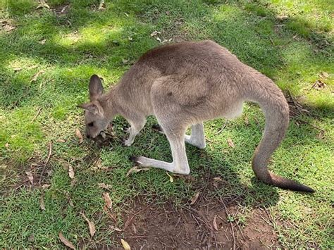 Lone Pine Koala Sanctuary (Brisbane) - 2020 All You Need to Know Before ...