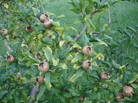 Medlar (Mespilus germanica) - hardy fruit trees for orchards - Carya ...