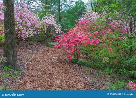 Spring Azalea Landscape Georgia Garden Stock Image - Image of azaleas ...