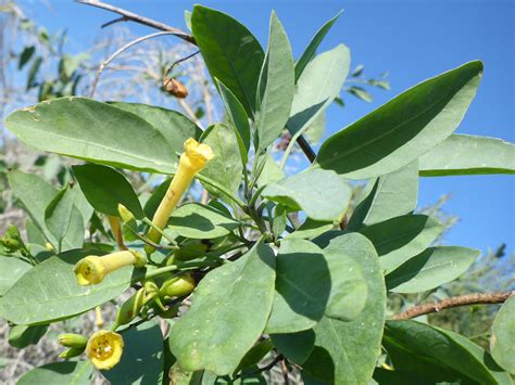 Hairless leaves - photos of Nicotiana Glauca, Solanaceae