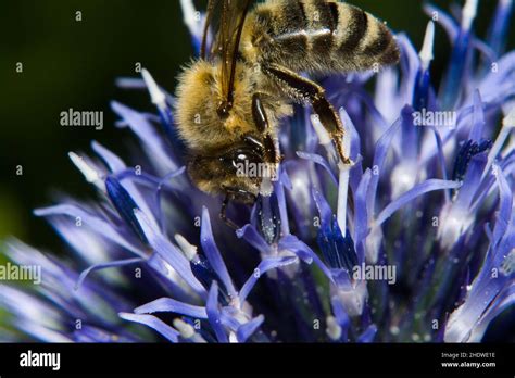 bee, honey bee, pollination, bees, honey bees, pollinations Stock Photo ...