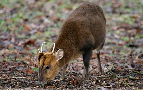 Muntjac - Wild Deer Best Practice Guidance