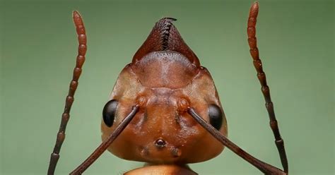 Do Ants Have Antennae? - SciFAQs