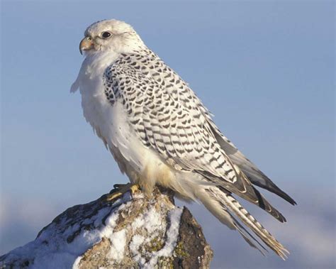 Military Analysis: Gyrfalcon.