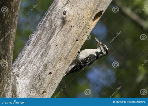 Downy Woodpecker at nest stock photo. Image of ecosystem - 41397048