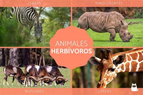 Animales herbívoros - Definición, tipos y ejemplos