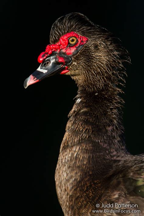 Birds in Focus - Muscovy Duck