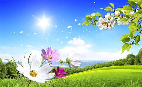 Beautiful spring, sun, bonito, spring, sky, splendor, green, love, flower, season, HD wallpaper ...