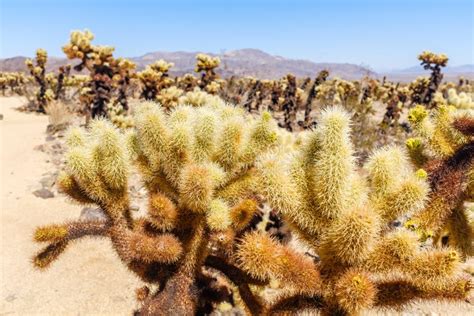 Cholla Cactus Garden Trail in Arizona Stock Image - Image of garden ...