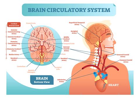 Brain Anatomy and How the Brain Works | Johns Hopkins Medicine