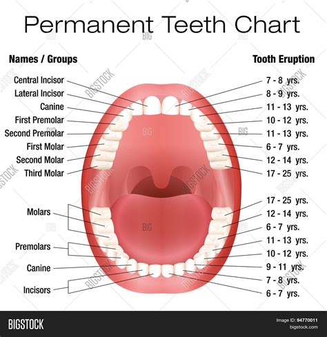 Teeth Names Permanent Vector & Photo (Free Trial) | Bigstock