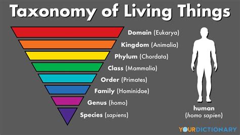 What Is Classification Of Taxonomy In Biology at Earl Kendrick blog