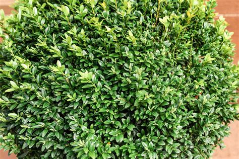 Boxwood Shrub