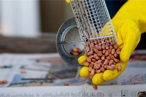 How to Clean A Bird Feeder - gardenersworld.com