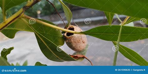 Polyphemus Moth (Antheraea Polyphemus) Cocoon on Carolina Willow (Salix Caroliniana) Stock Image ...