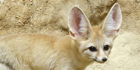 Fennec fox | Smithsonian's National Zoo