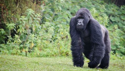 Gorilla habitat | Where do gorillas live? | Gorilla Trekking | Mountain Gorilla