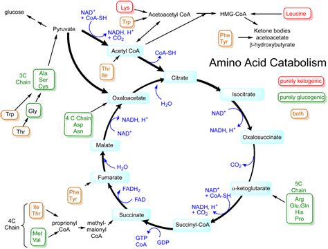 18.5: Pathways of Amino Acid Degradation - Biology LibreTexts