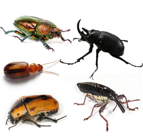 Beetle - Wikipedia