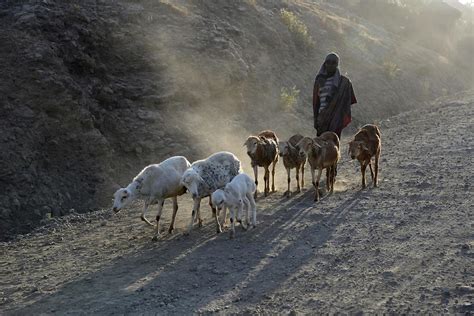 Goatherd | Lalibela | Pictures | Ethiopia in Global-Geography