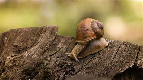 Are Slugs and Snails Good for Your Garden?