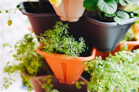 Growing Herbs in Containers: A Guide