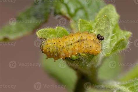 Flea Beetle Larvae 3774340 Stock Photo at Vecteezy