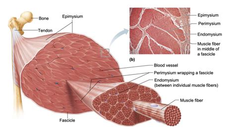 Chapter 9 Connective tissue sheaths of skeletal muscle: epimysium ...