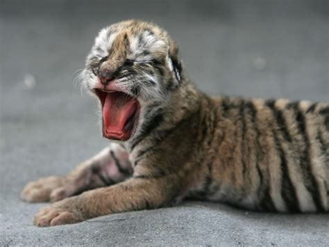 Adorable Newborn Tiger Cubs' First Days Of Life At Columbus Zoo: Watch | Columbus, OH Patch