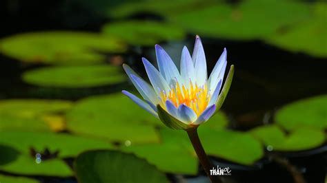 Nymphaeaceae (Water Lily)