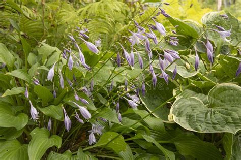 Purple Flowers on Dark Green Hosta Stock Image - Image of spring, petal: 172282871