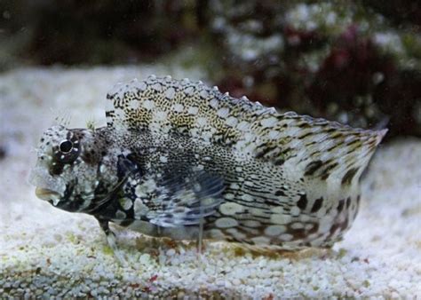 Lawnmower Blenny "Salarias fasciatus" – 1 Fish 2 Fish Dartmouth