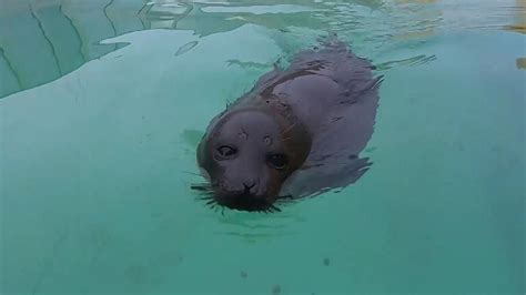 Russia: Adorable seal pup nicknamed 'His Fatness' goes viral for his ...