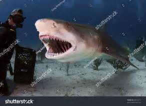 A Large Lemon Shark Bares His Teeth Stock Photo 92077277 : Shutterstock