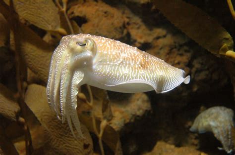 Cuttlefish | Free stock photos - Rgbstock - Free stock images | 2heads ...