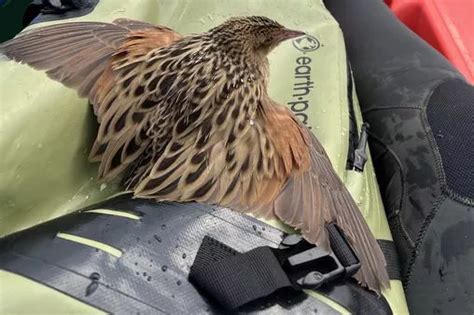 Rare bird brought back to shore by kayaker after being spotted ...