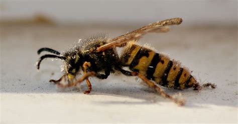 Bee diseases - Bee diseases