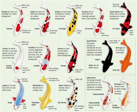 The Colors of Koi Fish (With images) | Japanese koi fish tattoo, Koi fish tattoo meaning, Koi fish